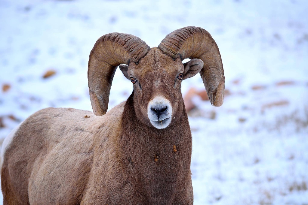 Black-Hills-SD/1024x768_Bighorn Rams near Canyon Lake Park in Rapid City.jpg